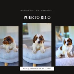 Puerto Rico - Red merle male Aussiedoodle puppy in North Royalton, Ohio from Johnson's Doodles