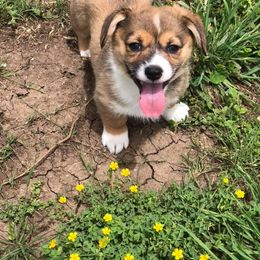  Puppies from Diamond G Corgis