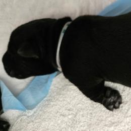 Male 2 (GrIIIG) - Black male Scottish Terrier puppy in Conroe, Texas from Scotch McLaren Terriers