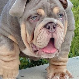 Goat - Bulldog