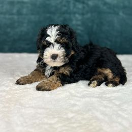 Twinkle - Tri-color female Bernedoodle puppy in Sugarcreek, Ohio from Cuddly Companion Doodles