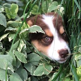 Australian Shepherd Puppies from Frying Pan Ranch Australian Shepherds