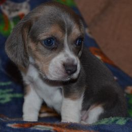 Las Vegas Salt Lake City Genar - Blue tan and white female Beagle puppy in Spring Creek, Nevada from Badland Kennel