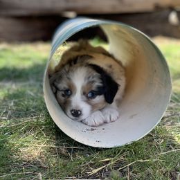 Australian Shepherd Puppies from RMW Ranch Australian Shepherds