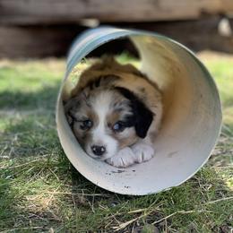 Australian Shepherd Puppies from RMW Ranch Australian Shepherds
