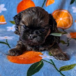Mia (Chicklet) - Mint Collar - Sable female Shih Tzu puppy in Troy, Ohio from Ever After Tails