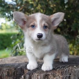 Luxe - Sable female Pembroke Welsh Corgi puppy in Straughn, Alabama from Magnolia Creek Corgis