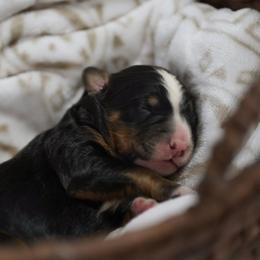 Flash - Tri-color male Bernedoodle puppy in Delta, Pennsylvania from KEE Bernedoodles