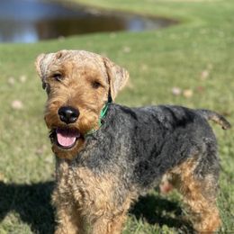 Titan - Welsh Terrier