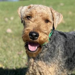 Titan - Welsh Terrier