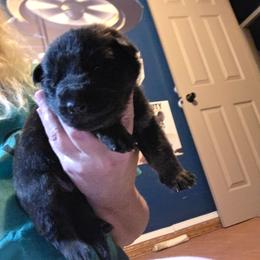 Boy 1 - Bi-color male German Shepherd puppy in Grimesland, North Carolina from Von Stancill German Shepherds