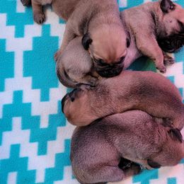 Bullmastiff Puppies from Sunny Beach Bullmastiffs
