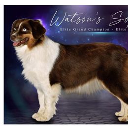 Sophie - Miniature Australian Shepherd