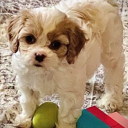 Cavapoo Puppies from Callaway's Cavaliers