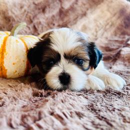 Rusty - Gold and white male Shih Tzu puppy in Geneva, Florida from Shih Tzu’s Creek