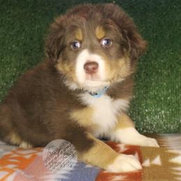 Charlie - Red tri-color male Australian Shepherd puppy in Yoder, Colorado from Tréad Tines Aussies