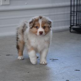 Croissant - Red merle male Australian Shepherd puppy in Kirksville, Missouri from BellSharps Australian Shepherds