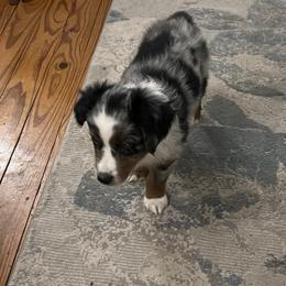 Miniature Australian Shepherd Puppies from Highland Hills Mini Aussies