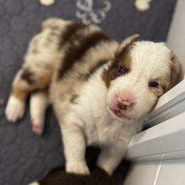 Rafiki - Red merle male Australian Shepherd puppy in Blythewood, South Carolina from One Tribe Aussies