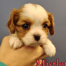 Mistletoe - Blenheim female Cavalier King Charles Spaniel puppy in Rockville, Maryland from Skais the Limit Cavaliers