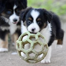 Jimmy - Black tri male Toy Australian Shepherd puppy in Wichita Falls, Texas from Shooting Stars Ranch Toy and Mini Aussies