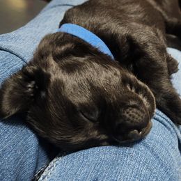 Labrador Retriever Puppies from Steele Caliber Retrievers