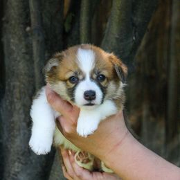 Girl 1 - Red Pembroke Welsh Corgi puppy in Idaho from Blue Sky Corgis