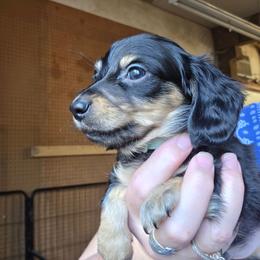 Lizbeth's teal collar black and cream longhair boy - Black and cream male Dachshund puppy in Caldwell, Idaho from Dozendachs
