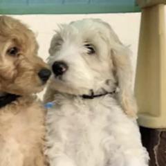 Assorted Doodle Crosses from Periwinkle Pups