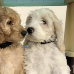 Assorted Doodle Crosses from Periwinkle Pups