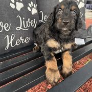 Elsie - Phantom female Assorted Doodle Crosses puppy in Maryland from Grind Stone Breeding Kennels