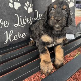 Elsie - Phantom female Assorted Doodle Crosses puppy in Maryland from Grind Stone Breeding Kennels