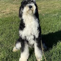 Bernedoodle and Bernese Mountain Dog Puppies from A + E Farms