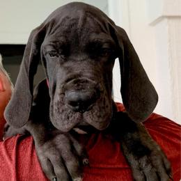 Washington - Black male Great Dane puppy in Plano, Texas from Blue Thunder Danes