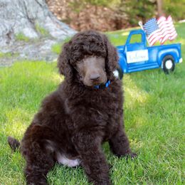 Poodle Puppies from Solo Standards