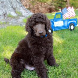 Poodle Puppies from Solo Standards