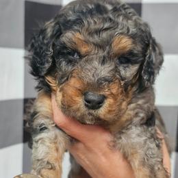 Yoda - Merle male Bernedoodle puppy in Payson, Utah from All Around Royalty & Royal Whisper Companions
