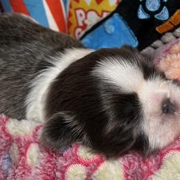 Shih Tzu Puppies from Lavender Lane Tzus