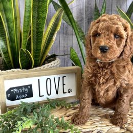 Misty - Caramel red Labradoodle puppy in Chelan, Washington from North Cascades Doodles