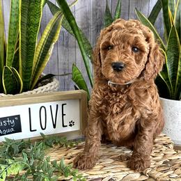 Misty - Caramel red Labradoodle puppy in Chelan, Washington from North Cascades Doodles