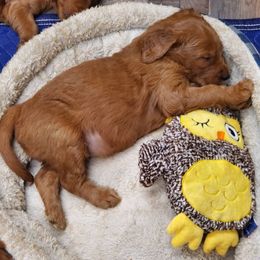 Goldendoodle Puppies from Rustic Road Doodles