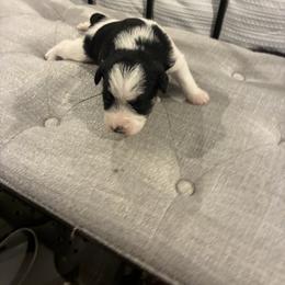 Checkers - Parti male Miniature Schnauzer puppy in Lexington, Tennessee from The Blessing