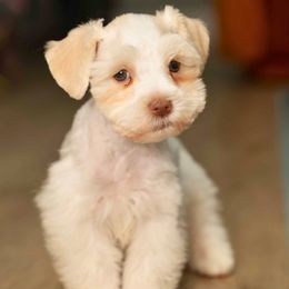 Kairo - White Miniature Schnauzer puppy in New Orleans, Louisiana from R3 Schnauzers