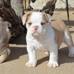 Bulldog Puppies from K10 Farms