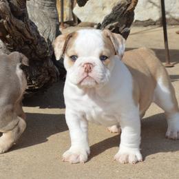 Bulldog Puppies from K10 Farms