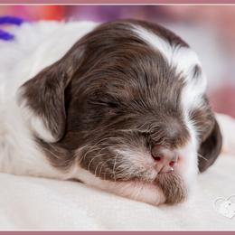 Ciara - Brown and white female Cockapoo puppy in Connersville, Indiana from Deaz Doodle Ranch
