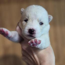 Girl 4 - White female Siberian Husky puppy in Madison, Georgia from Thornbury Kennel