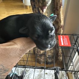 Miniature Schnauzer Puppies from Schnauzer,Schnoodles and Poodles Oh My!