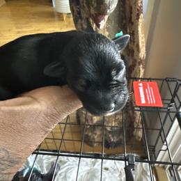 Miniature Schnauzer Puppies from Schnauzer,Schnoodles and Poodles Oh My!