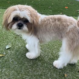 Odie - Shih Tzu